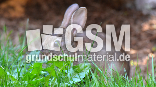 Junges_Wildkaninchen (2).jpg